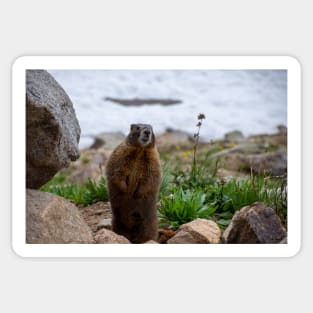 Standing Marmot Sticker